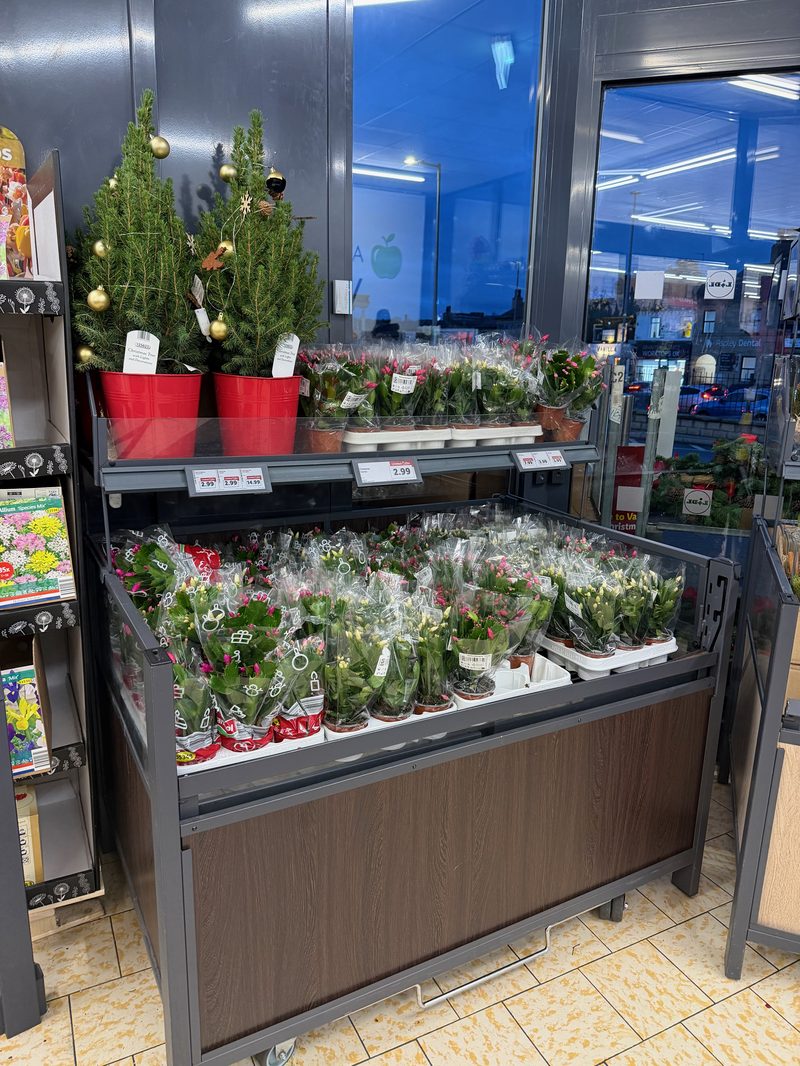 Lidl Christmas trees and decorations, December 2025